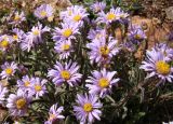 Aster alpinus