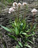 Valeriana tuberosa