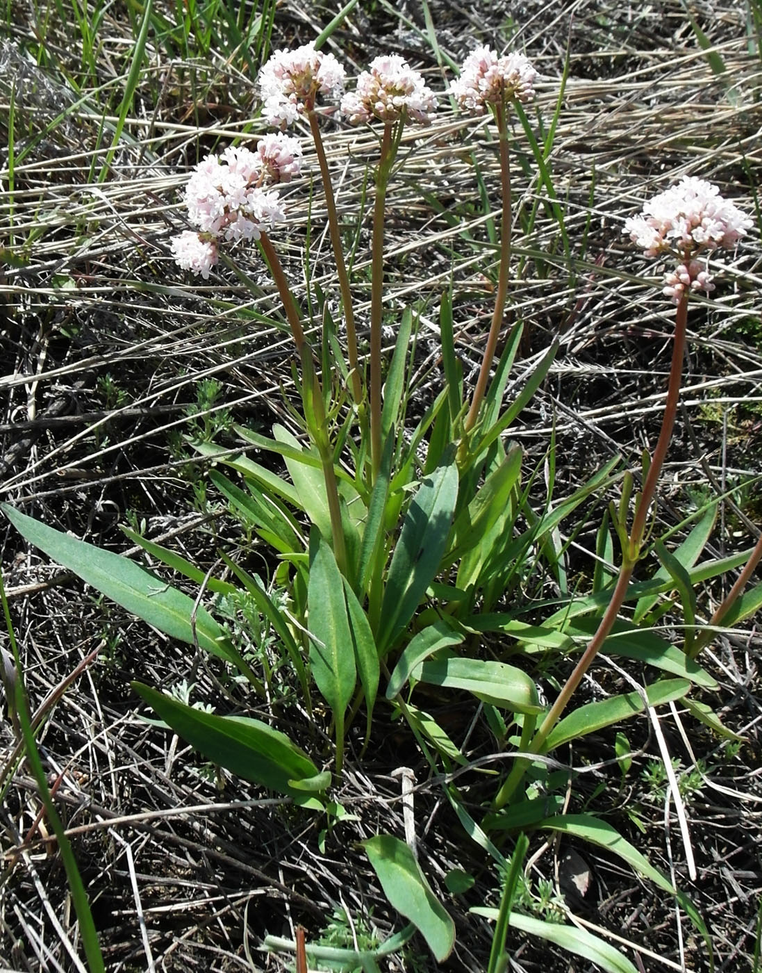 Image of Valeriana tuberosa specimen.