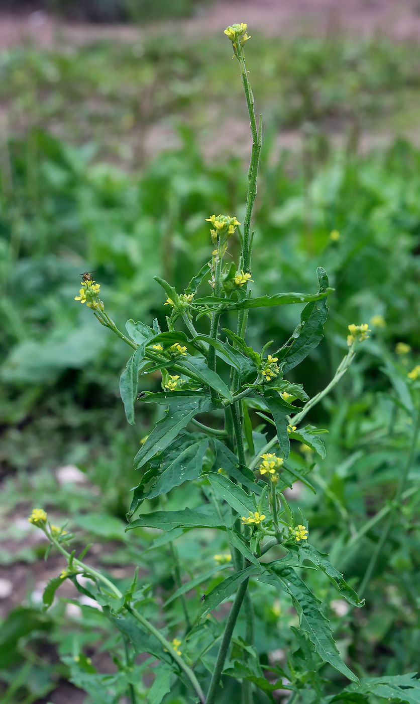 Изображение особи Sisymbrium officinale.