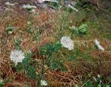 Daucus carota. Цветущее растение. Черногория, окр. г. Котор, сухой склон. 02.07.2011.