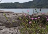 Oenothera rosea. Цветущие и плодоносящие растения. Испания, автономное сообщество Каталония, провинция Барселона, комарка Осона, муниципалитет Виланова-де-Сау, водохранилище Сау, прибрежная полоса песчаников и конгломератов. 15.09.2019.