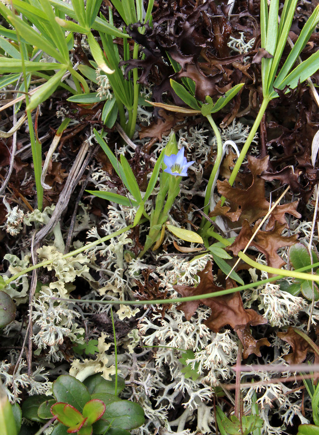 Изображение особи Gentiana aquatica.