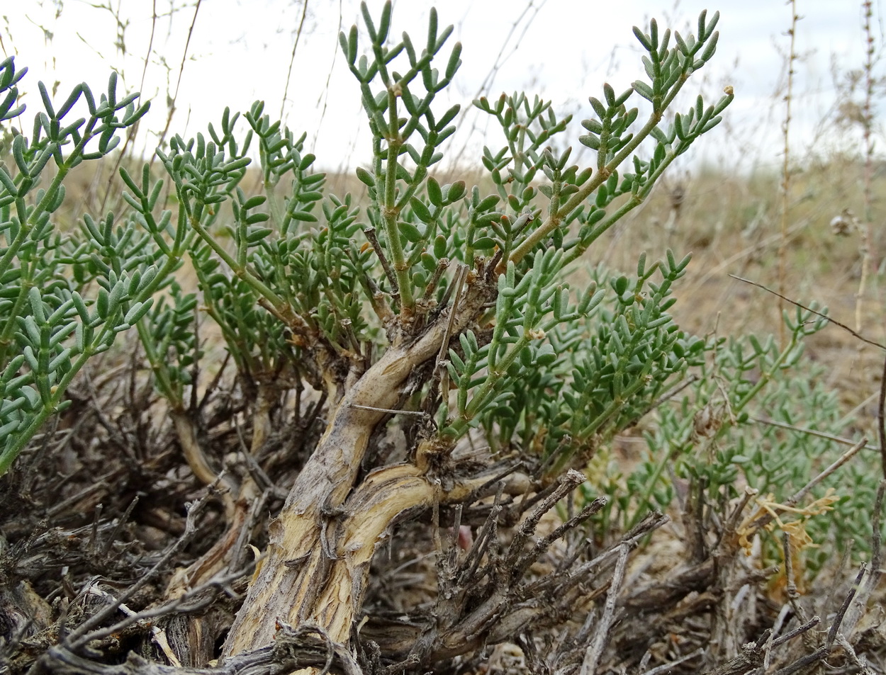 Image of Zygophyllum subtrijugum specimen.