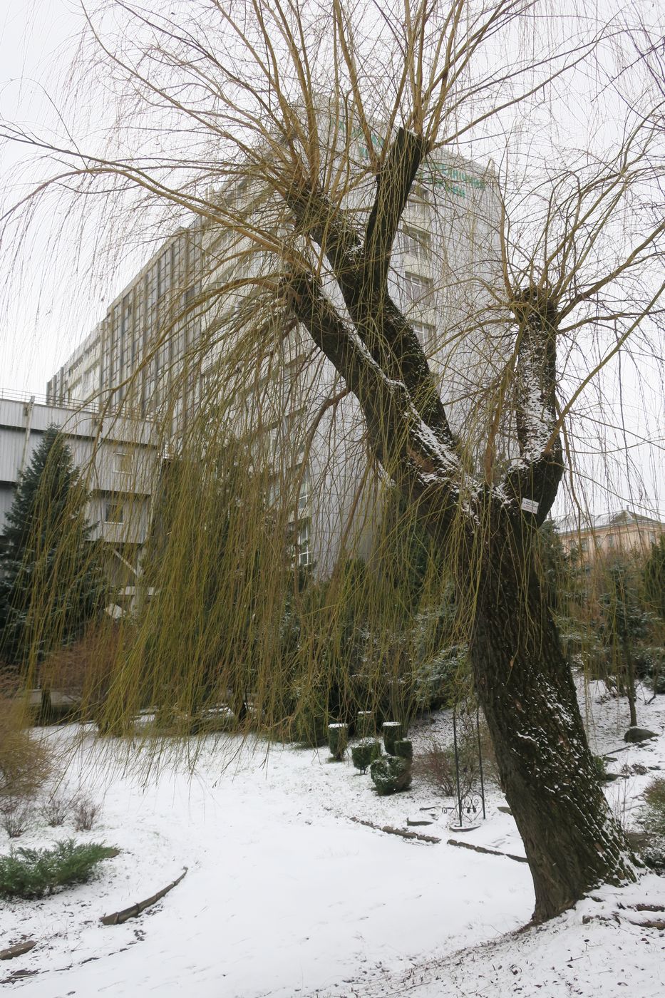 Image of Salix alba specimen.