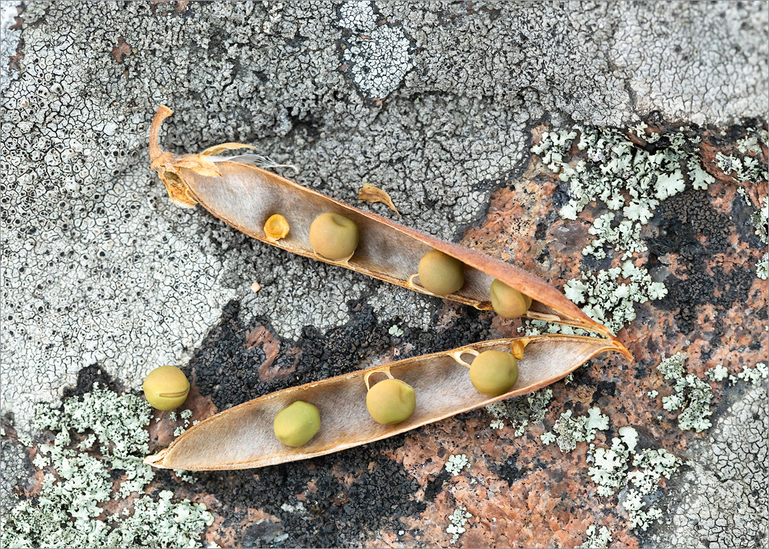 Image of Lathyrus japonicus ssp. maritimus specimen.