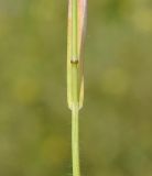 Bromus scoparius