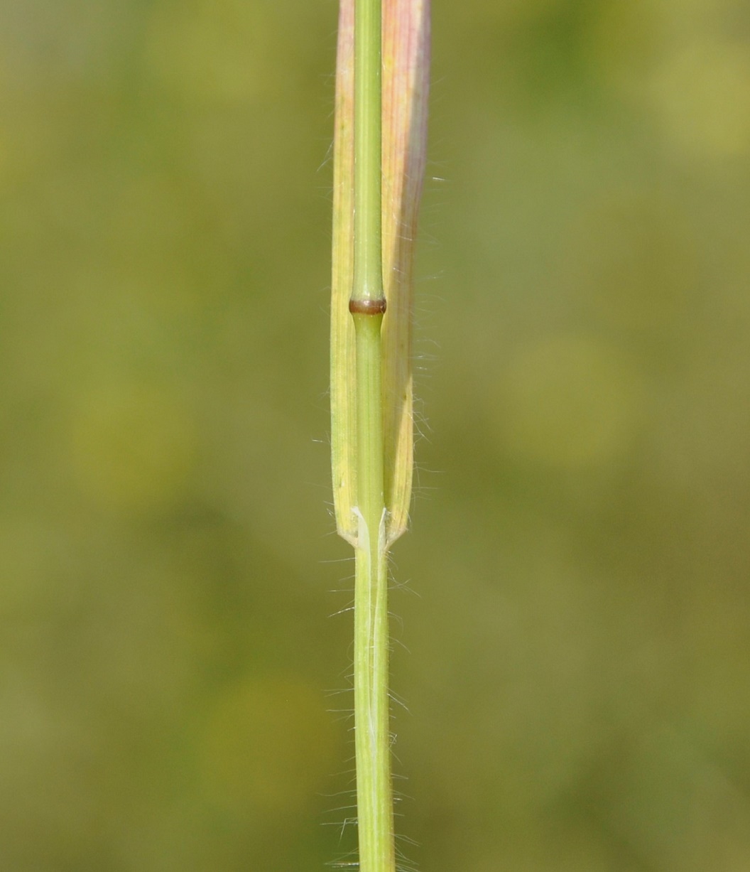 Изображение особи Bromus scoparius.