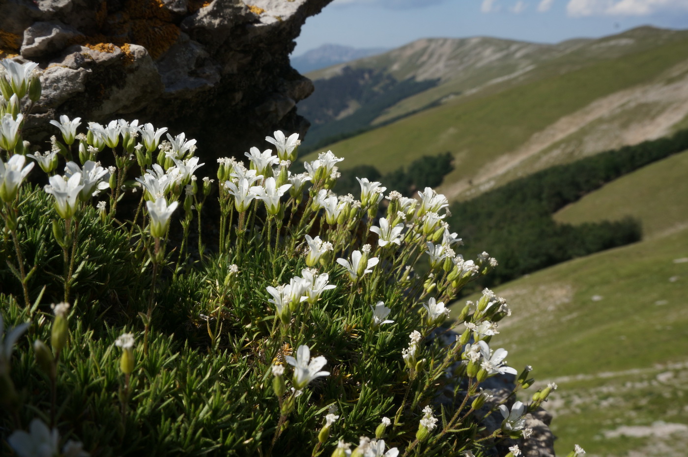 Image of Minuartia taurica specimen.