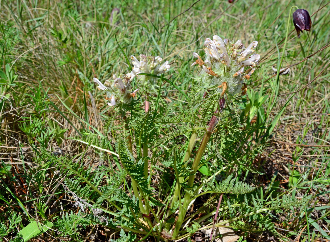 Image of Pedicularis dasystachys specimen.