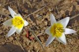 Tulipa biflora