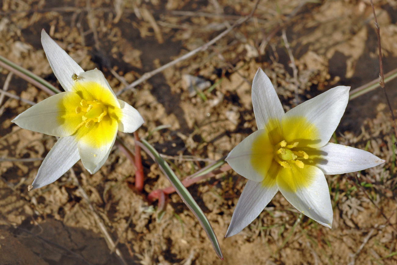 Изображение особи Tulipa biflora.