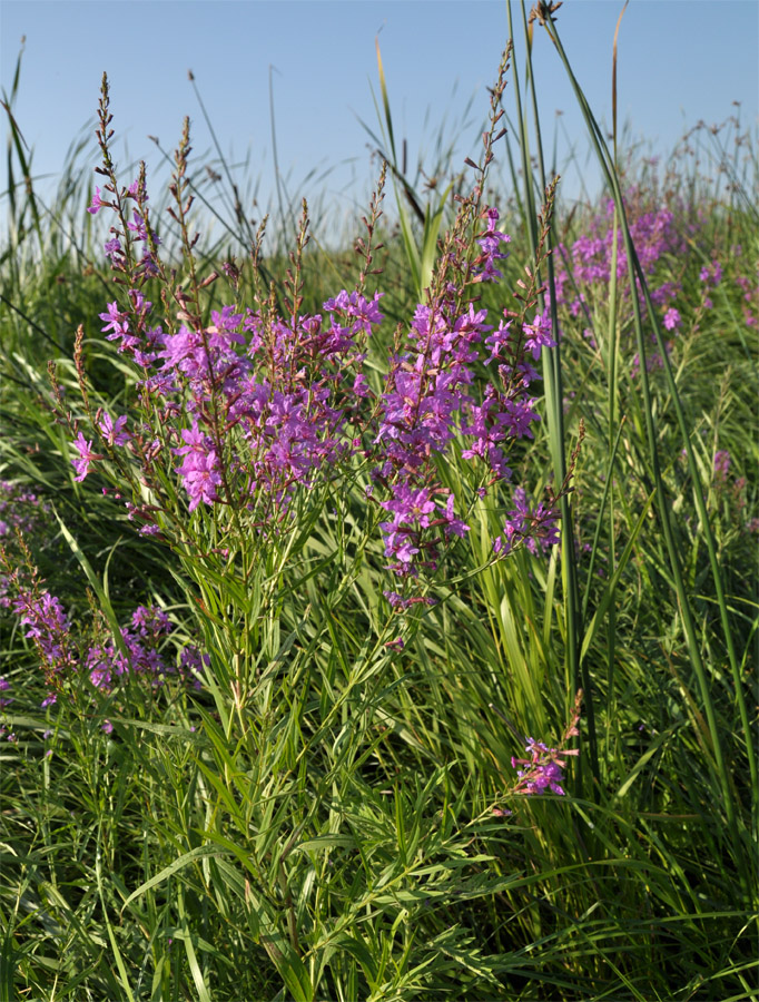 Изображение особи Lythrum virgatum.