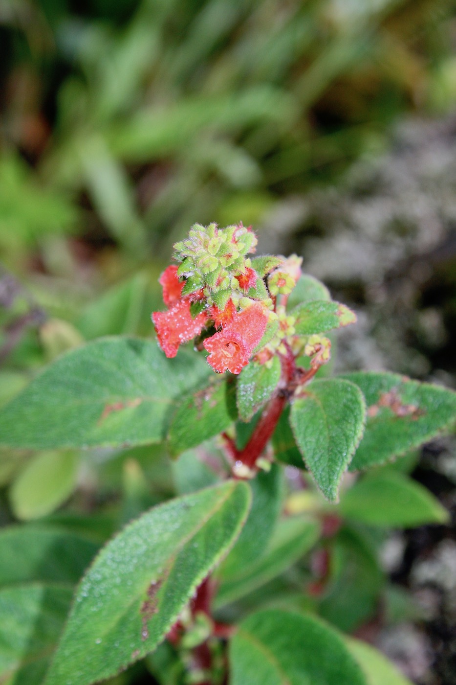 Image of Kohleria spicata specimen.