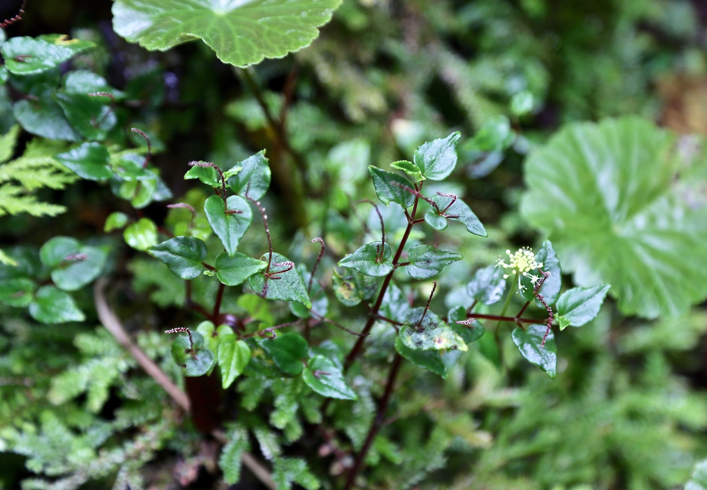 Изображение особи Peperomia paradoxa.