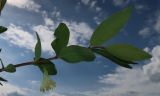 genus Lonicera