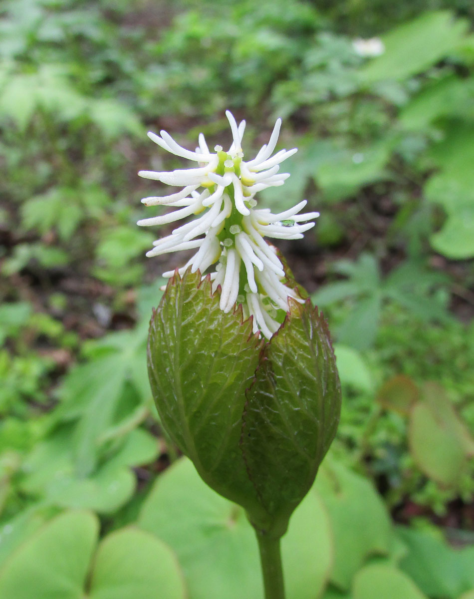 Image of Chloranthus quadrifolius specimen.