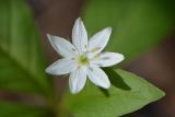 Trientalis europaea