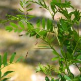 Lathyrus niger. Листья и бутонизирующие соцветия. Краснодарский край, Крымский р-н, окр. станицы Гладковская, грязевой вулкан Гладковские сопки, дубовый лес, поросшая мхом каменистая поляна. 25.04.2020.