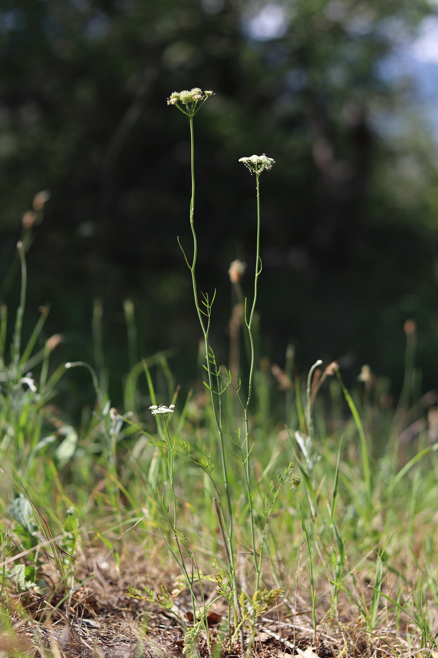 Изображение особи Oenanthe pimpinelloides.