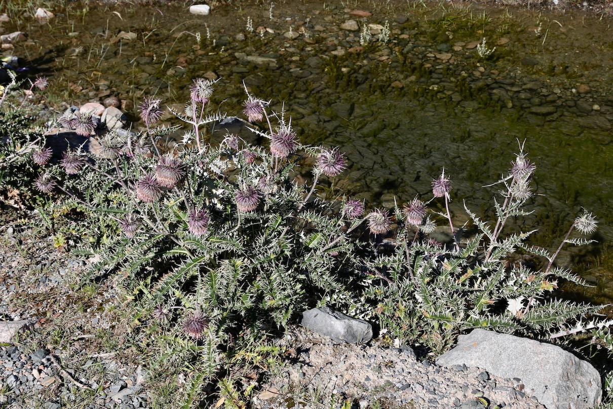Image of Alfredia nivea specimen.