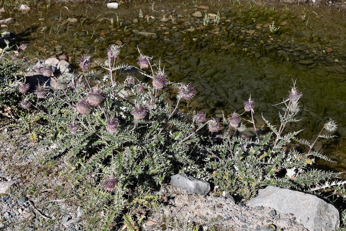 Image of Alfredia nivea specimen.