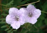 Ruellia humilis