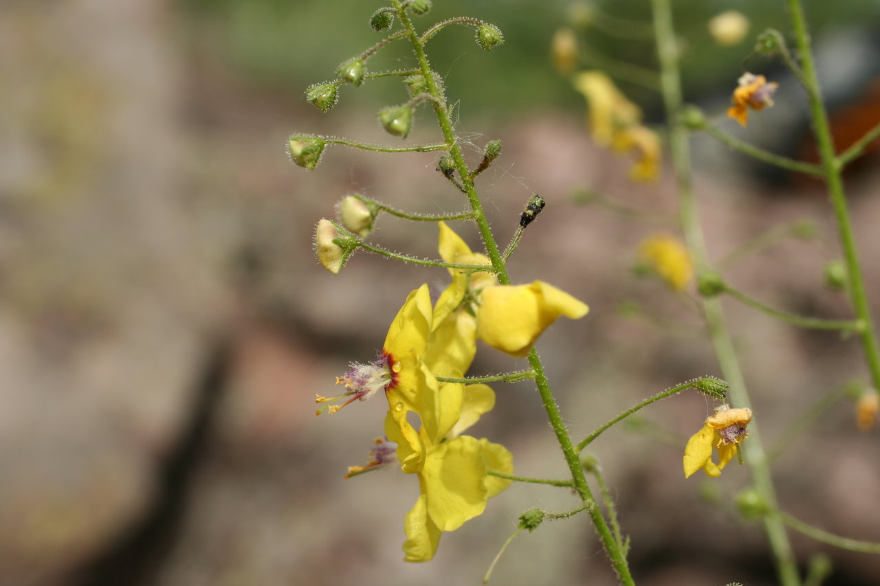 Image of Verbascum roripifolium specimen.