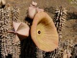 Hoodia gordonii