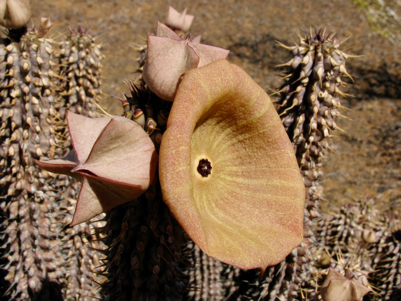 Image of Hoodia gordonii specimen.