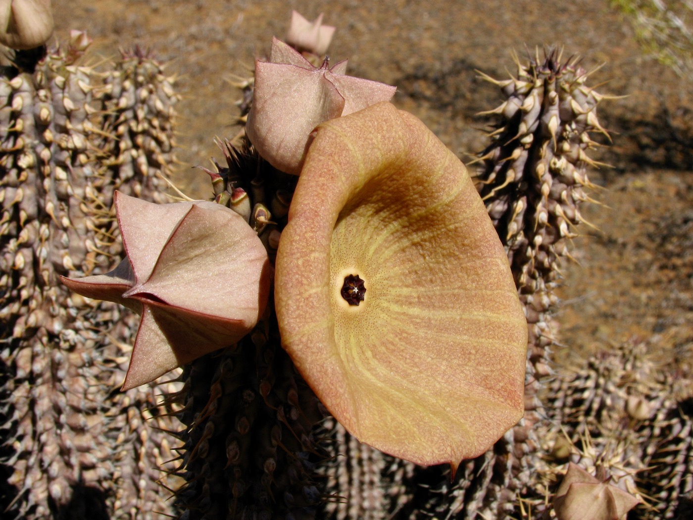 Изображение особи Hoodia gordonii.