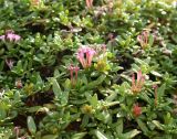 Putoria calabrica