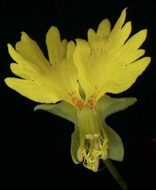 Image of Tropaeolum peregrinum specimen.