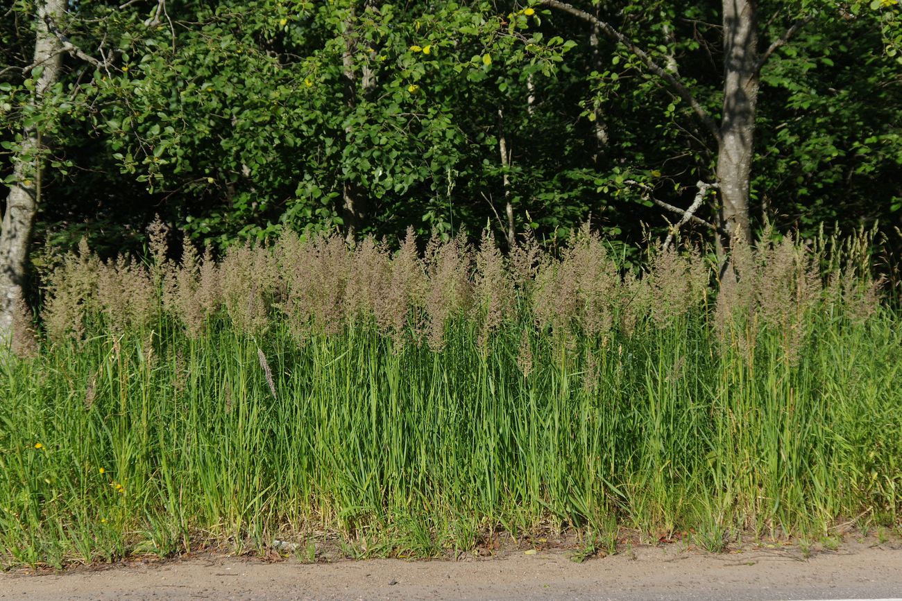 Изображение особи Calamagrostis epigeios.