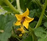Cucumis sativus