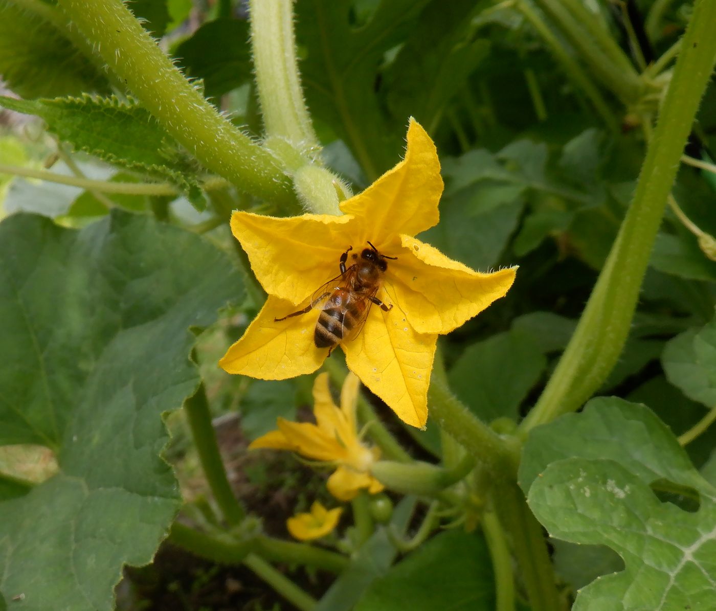 Изображение особи Cucumis sativus.