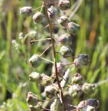 Verbascum phoeniceum