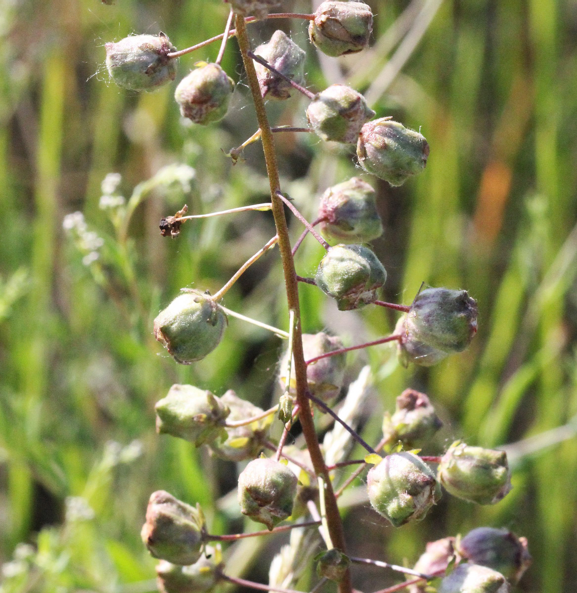 Image of Verbascum phoeniceum specimen.