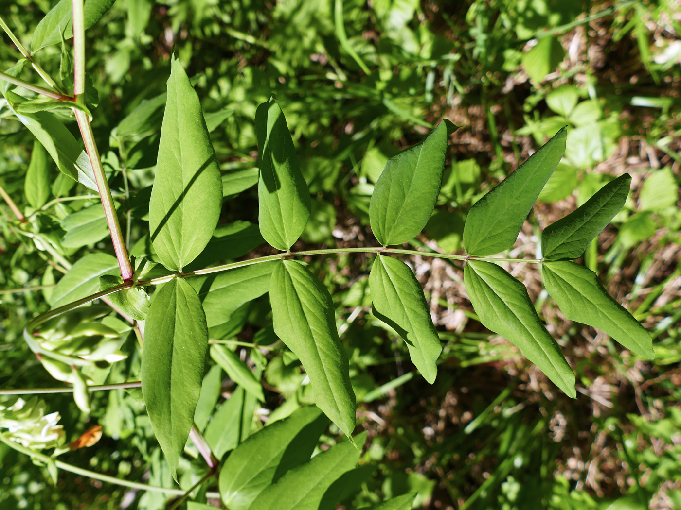 Image of Lathyrus gmelinii specimen.