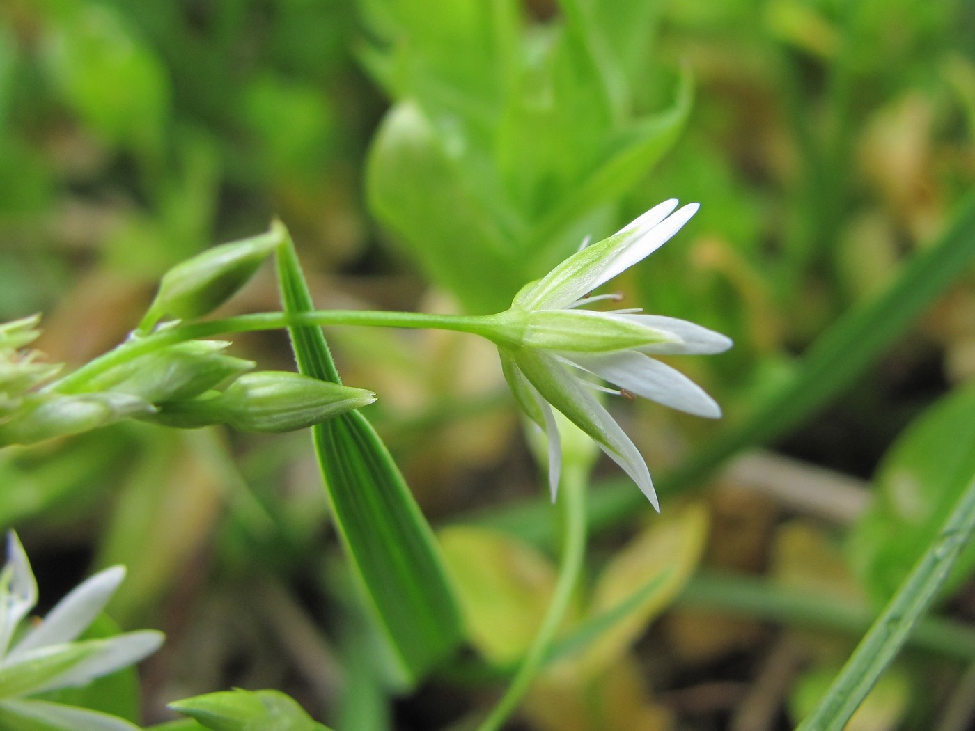 Изображение особи Stellaria anagalloides.