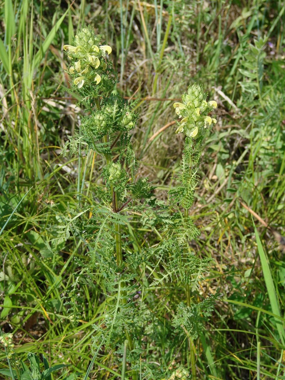 Image of Pedicularis myriophylla specimen.