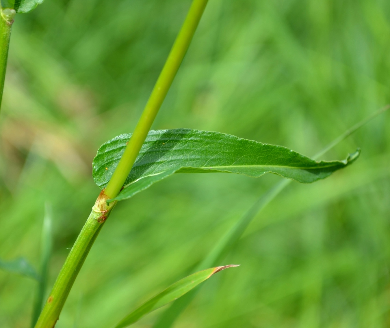 Image of Bistorta officinalis specimen.