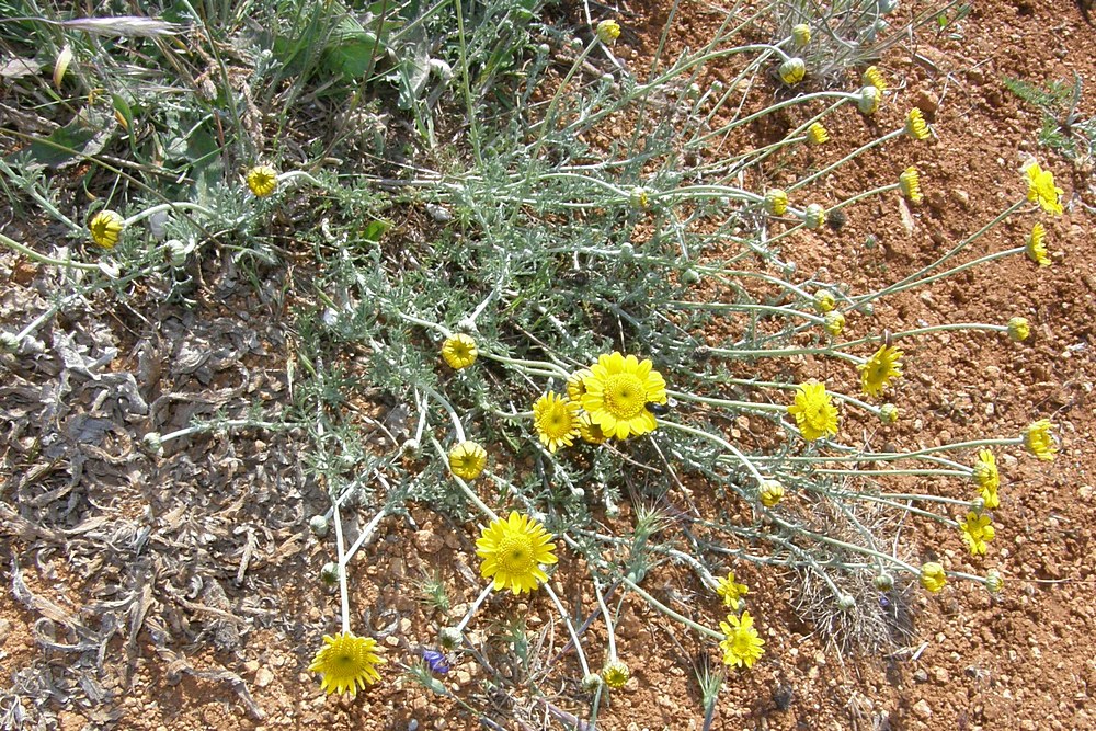 Изображение особи Anthemis monantha.