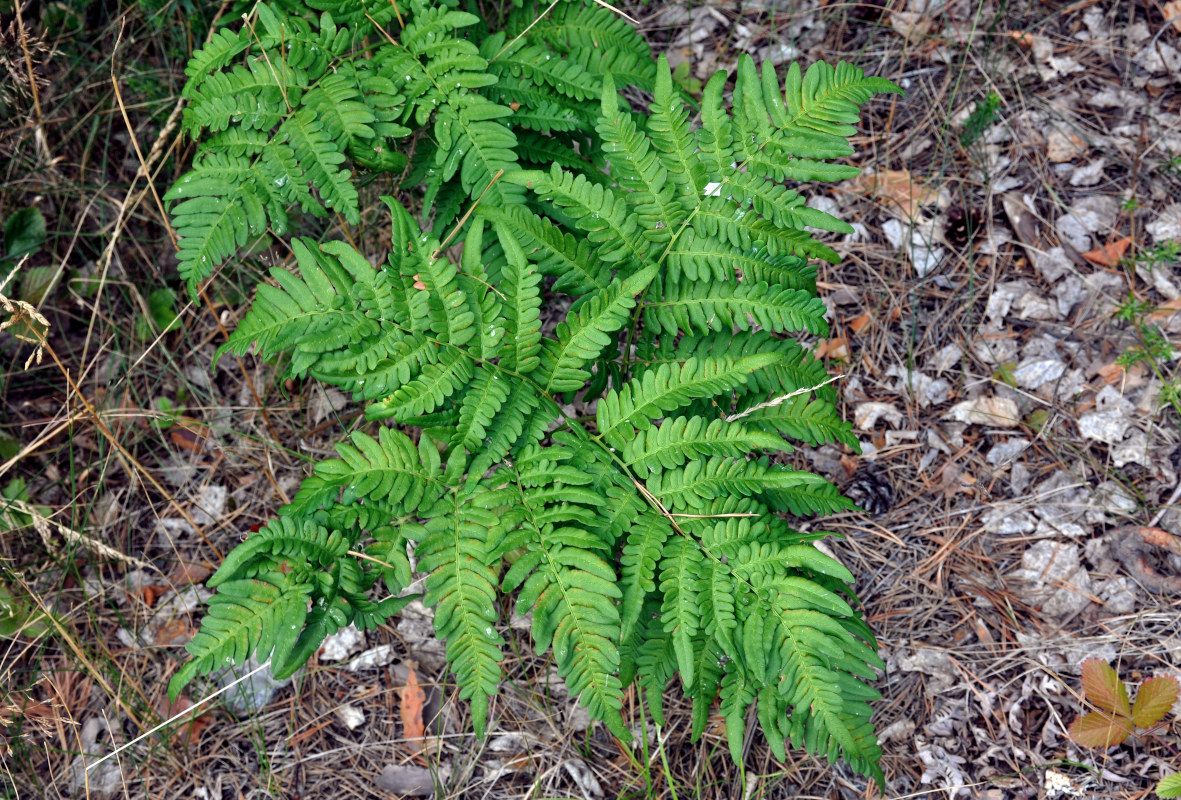 Изображение особи Pteridium pinetorum.