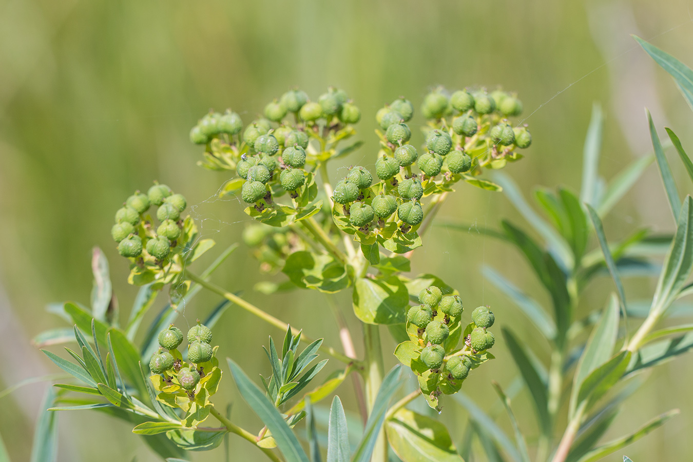 Image of Euphorbia palustris specimen.