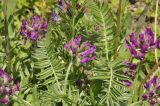 Oxytropis ruthenica. Соцветия и листья. Приморский край, окр. пос. Дунай, бух. Веселкино, поляна на берегу моря, нарушенное местообитание. 31.05.2020.