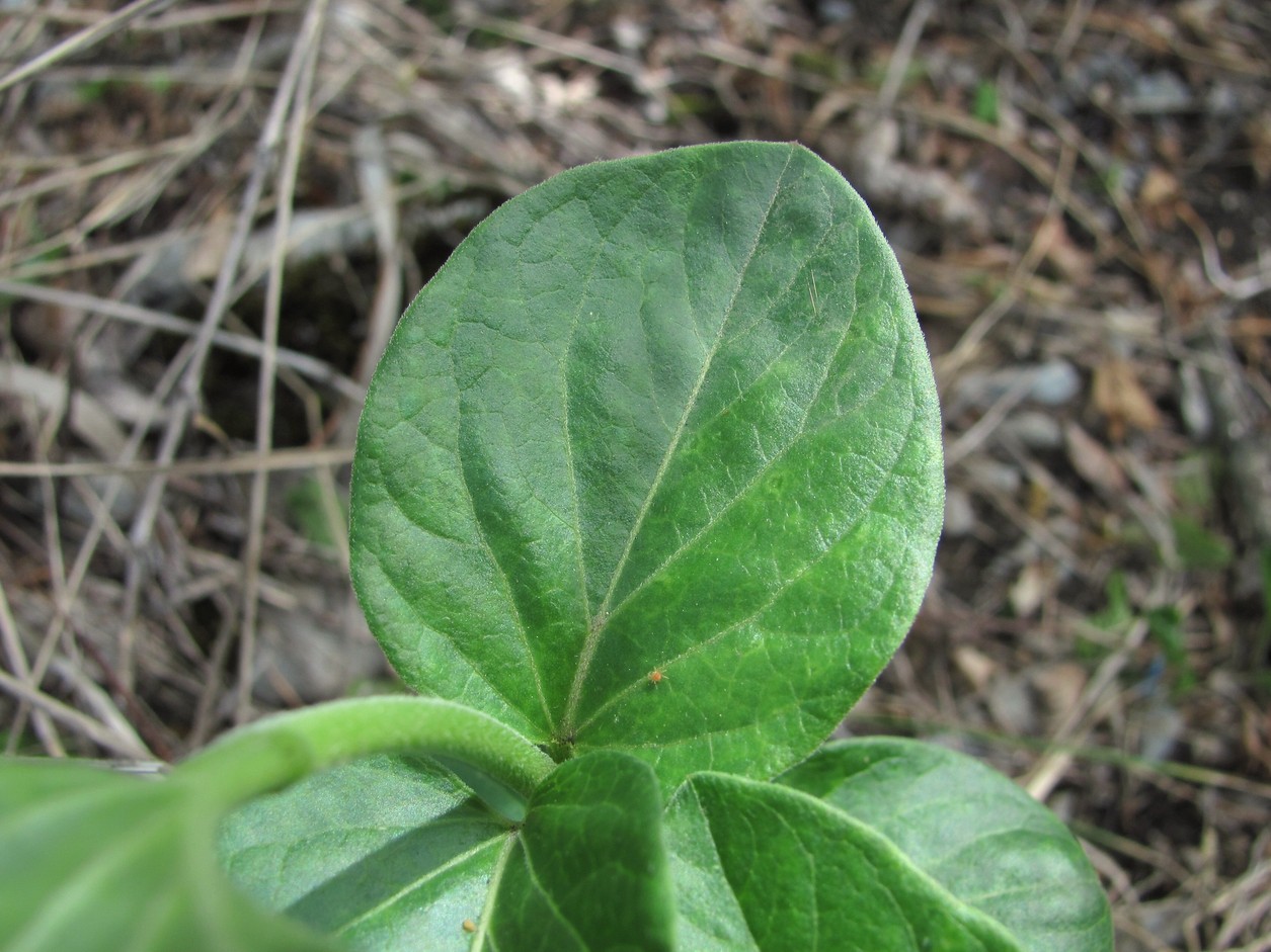 Image of Vincetoxicum hirundinaria specimen.