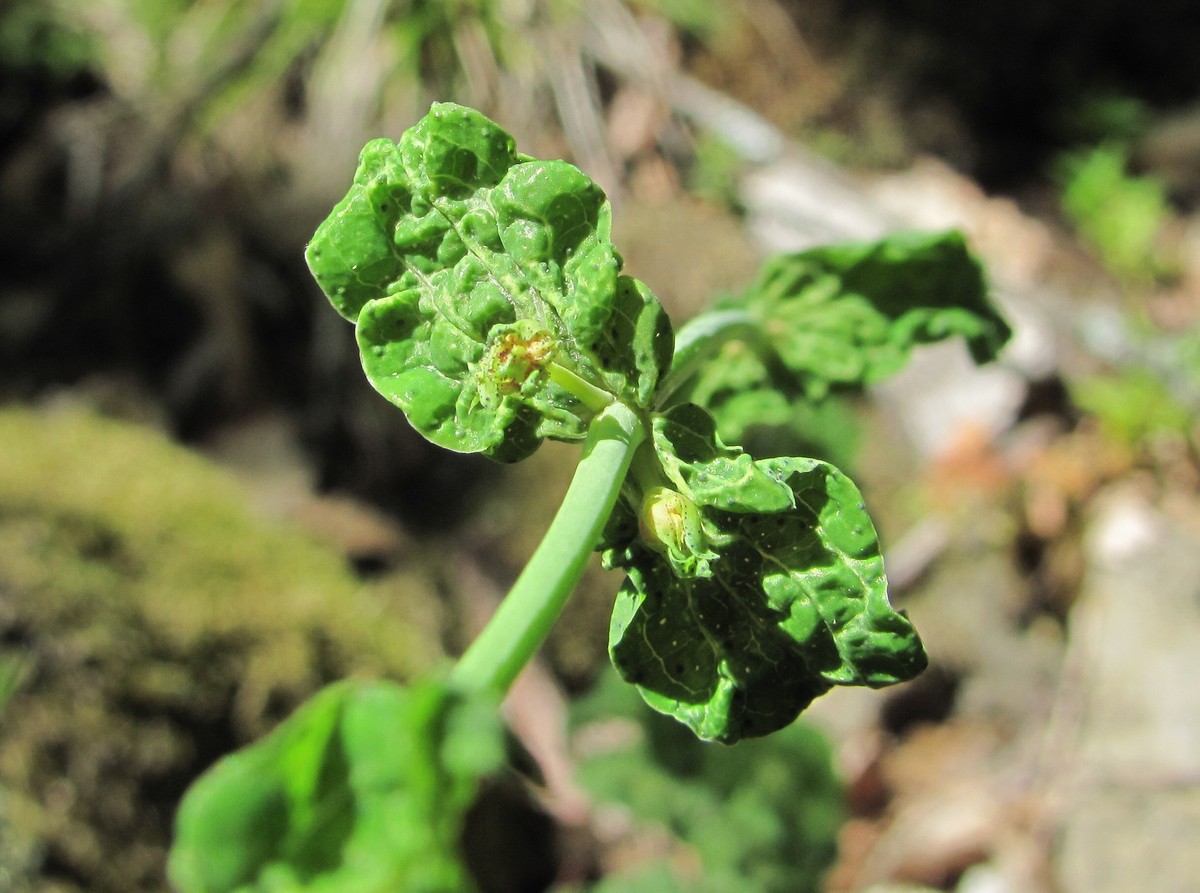 Image of Hypericum maleevii specimen.