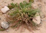Plantago crypsoides. Отцветшее растение. Египет, окр. г. Эль-Дабаа, рудеральная несомкнутая растительная группировка на техногенной площадке. 21.04.2019.