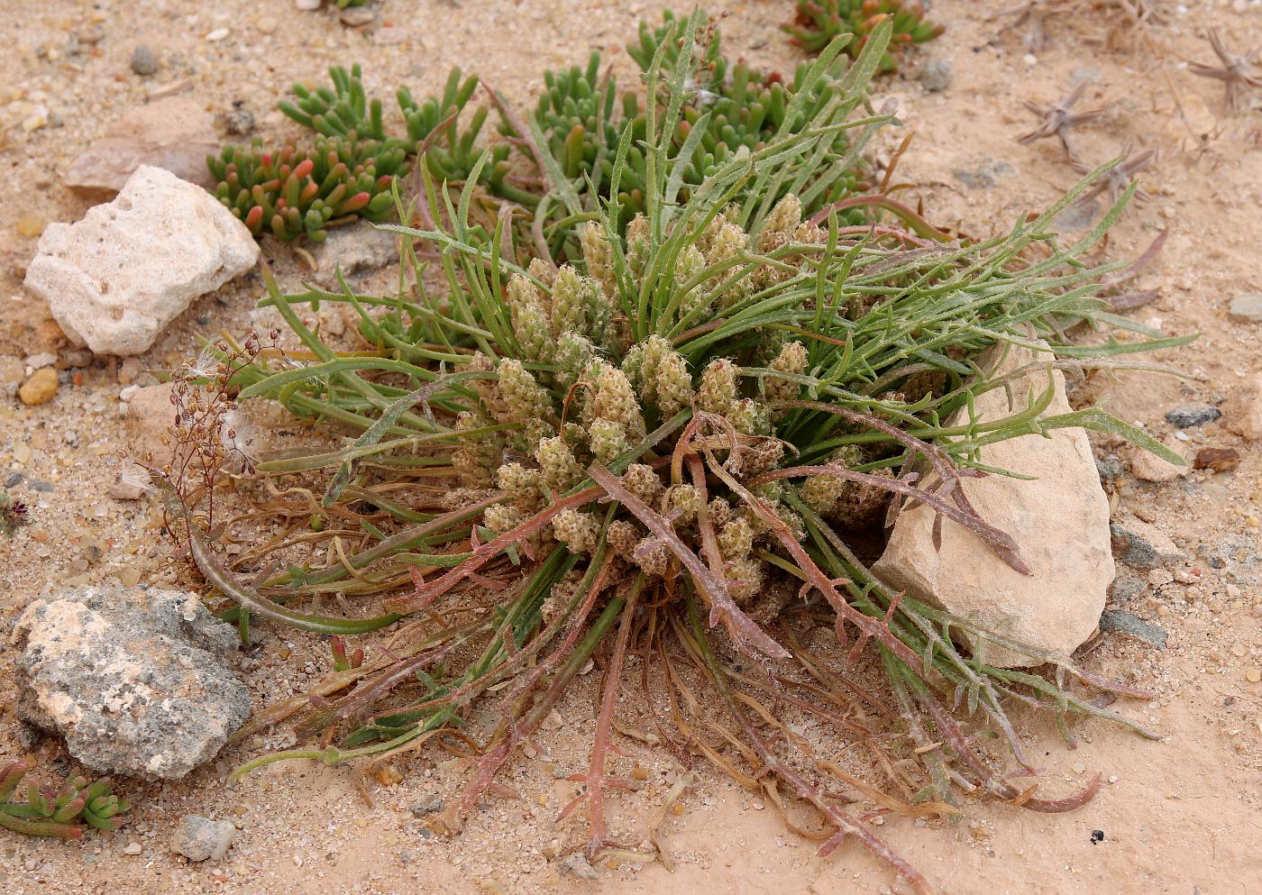 Image of Plantago crypsoides specimen.